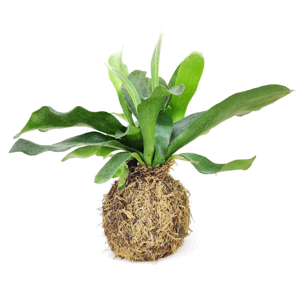 4" Kokedama