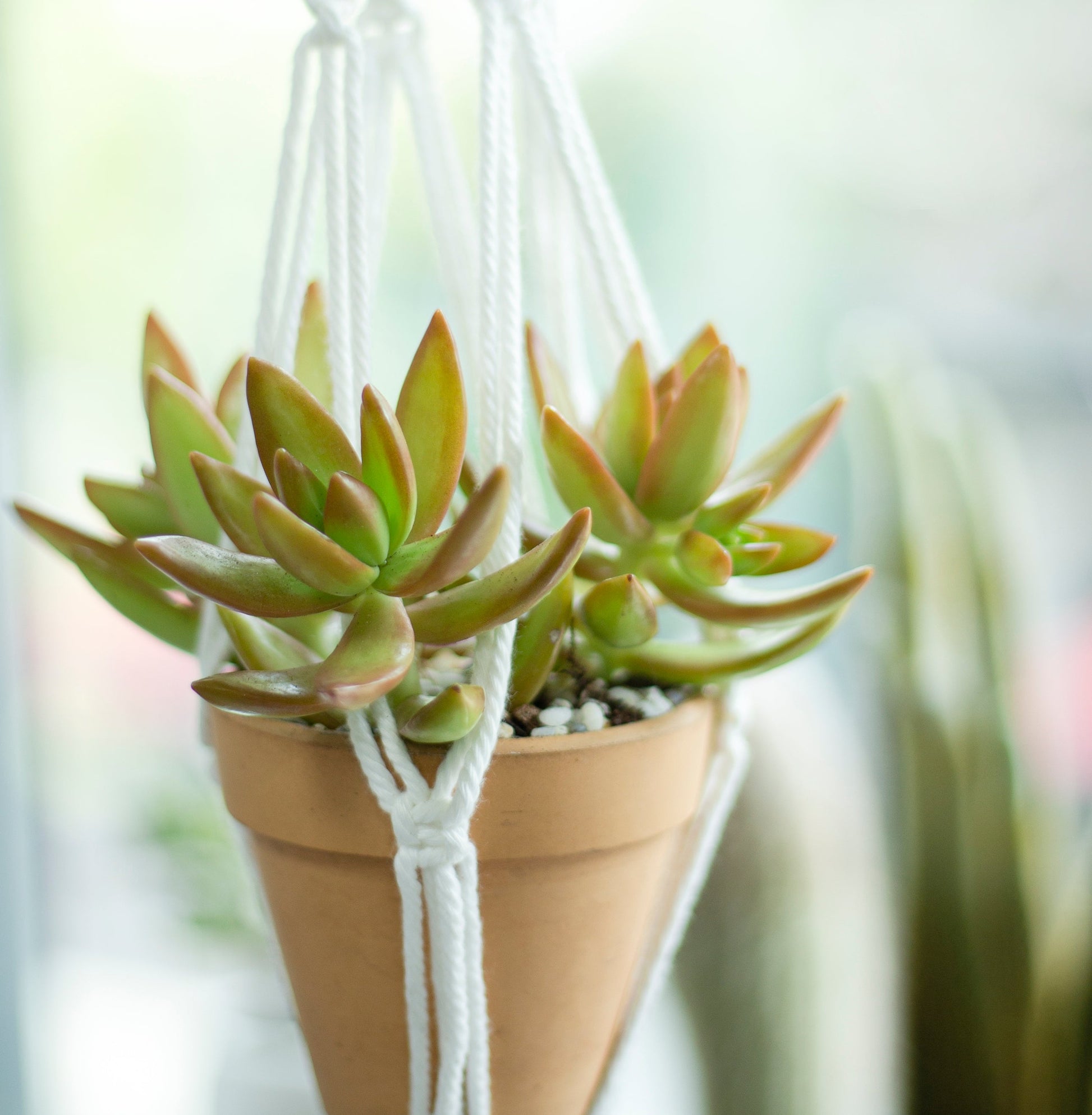 love's fire succulent Sedum Fire Storm Sedum Adolphii Golden Sedum