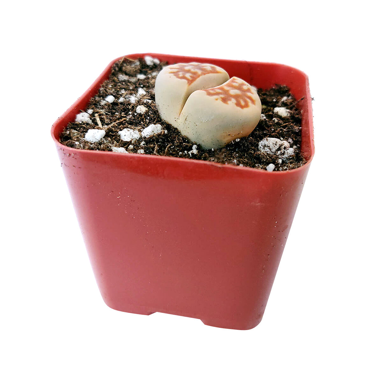 Lithops Living Stones