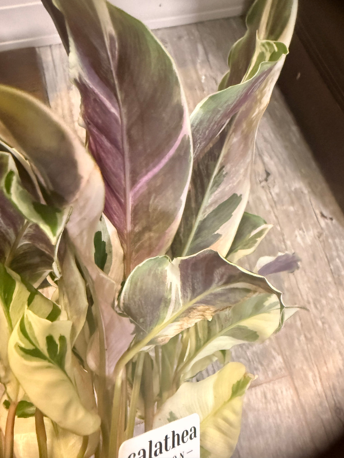 Calathea 'White Fusion' - Goeppertia lietzei White Fusion - Variegated Calathea - Rare Calathea - Pet Friendly Houseplant -