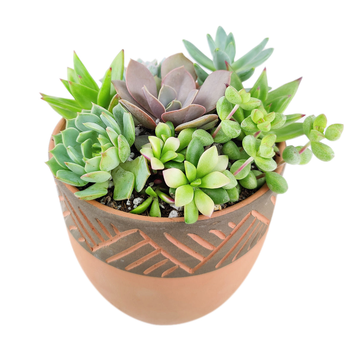 Succulent Arrangement in Clay-Black Modern Planter