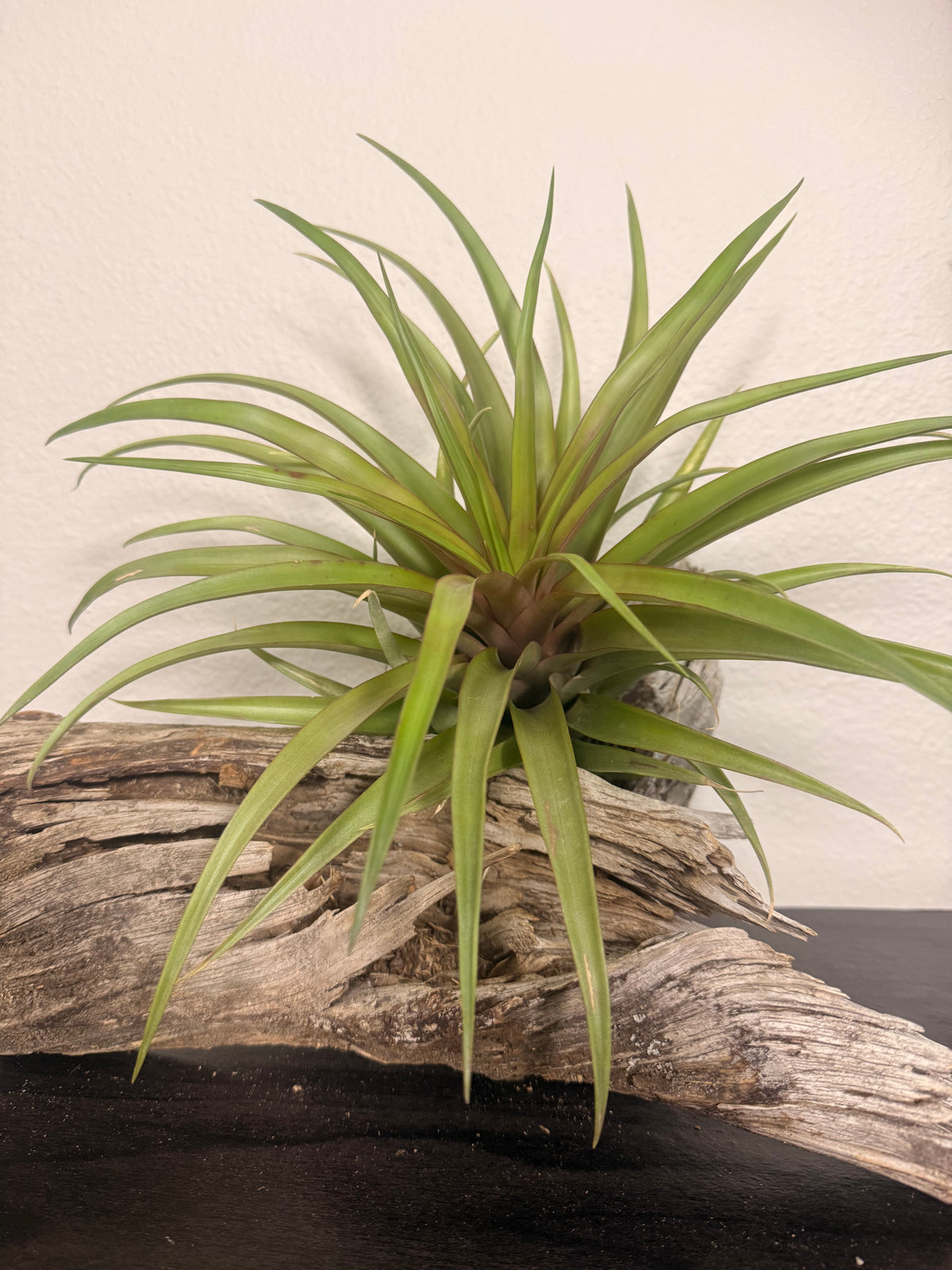 Capitata Red - 10 to 12 Inches - Large Full Air Plant - Red Leaf Flush When Blooming - Indoor Tropical Air Plant - Easy Care - Moderate to Bright Light Tolerant - Air Purifying - Unique and Rare Houseplant