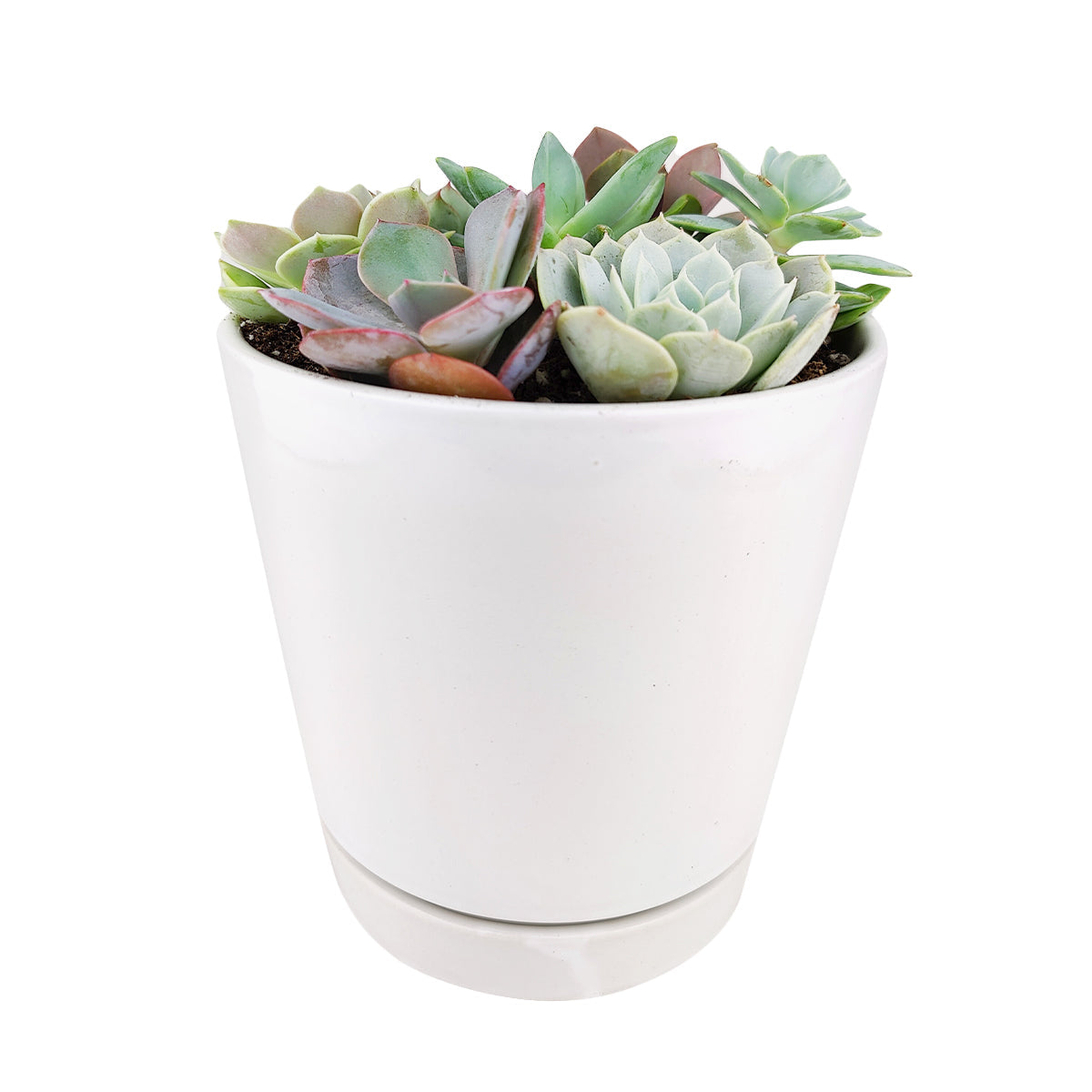 Succulent Arrangement in White Minimalist Planter