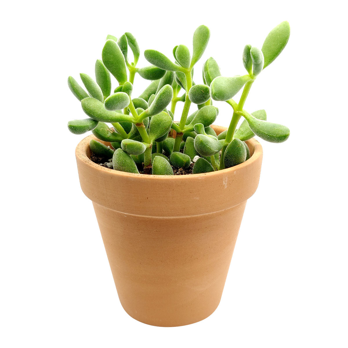 Crassula Congesta Green Beans