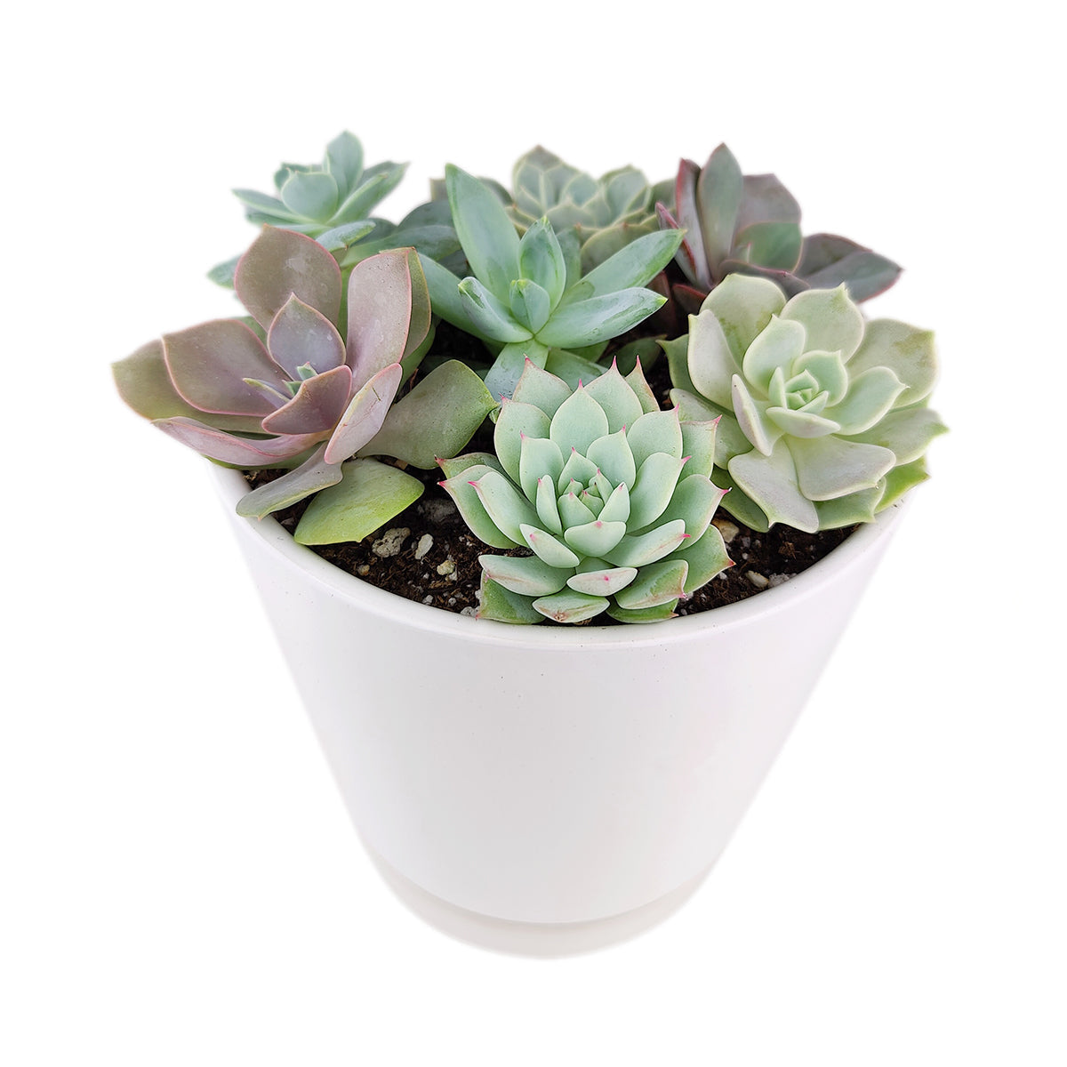 Succulent Arrangement in White Minimalist Planter