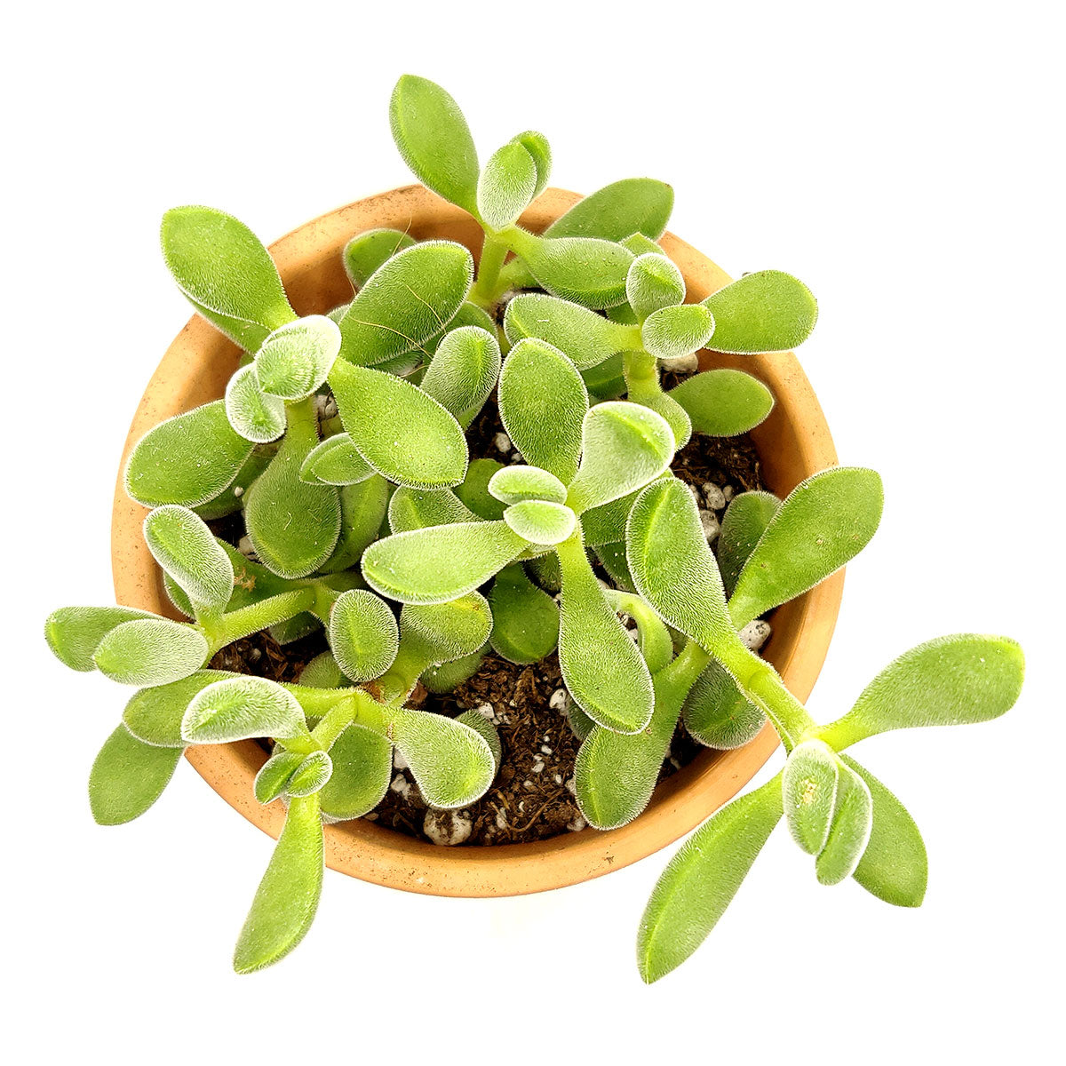 Crassula Congesta Green Beans