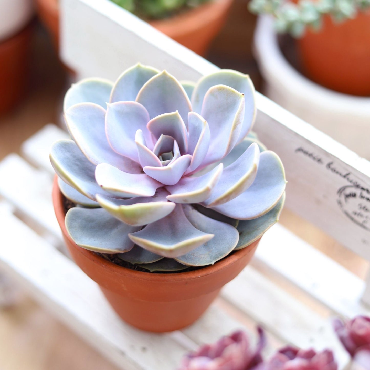 Echeveria Perle Von Nurnberg