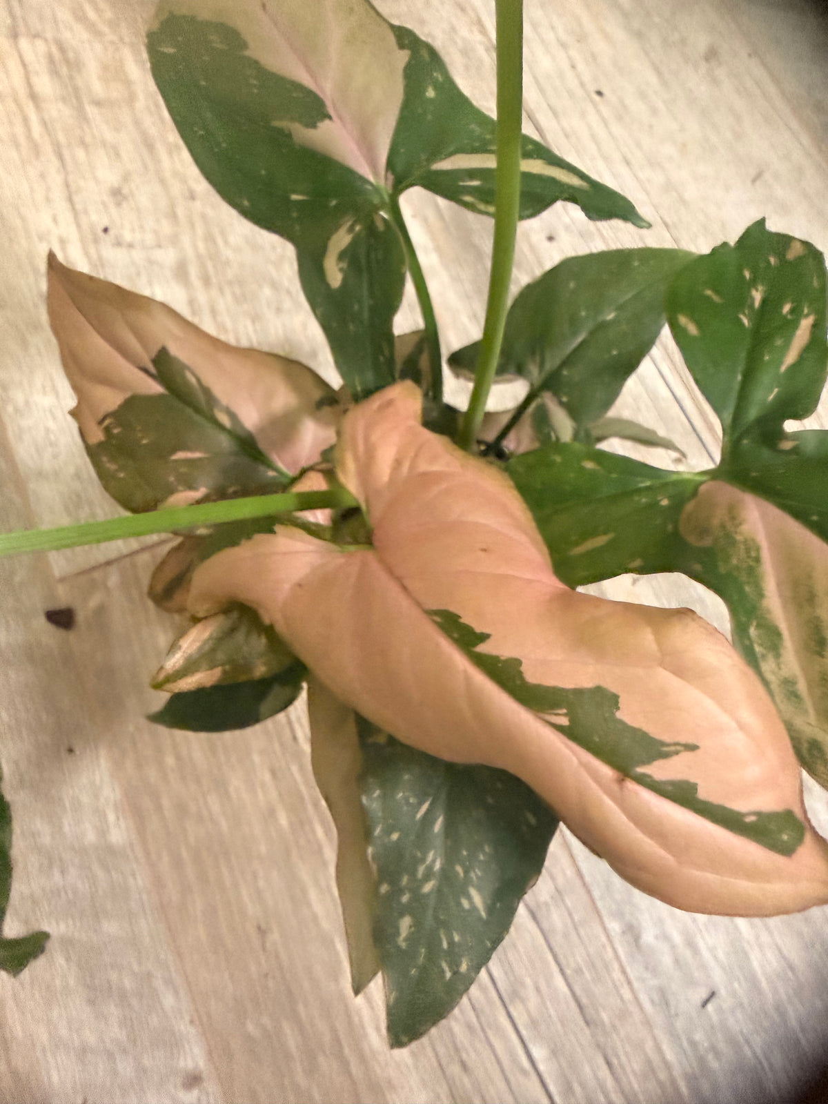 Pink Splash Syngonium - Syngonium podophyllum - Variegated Syngonium - Indoor Houseplant - Low Light Tolerant - Easy Care -Colorful Houseplants