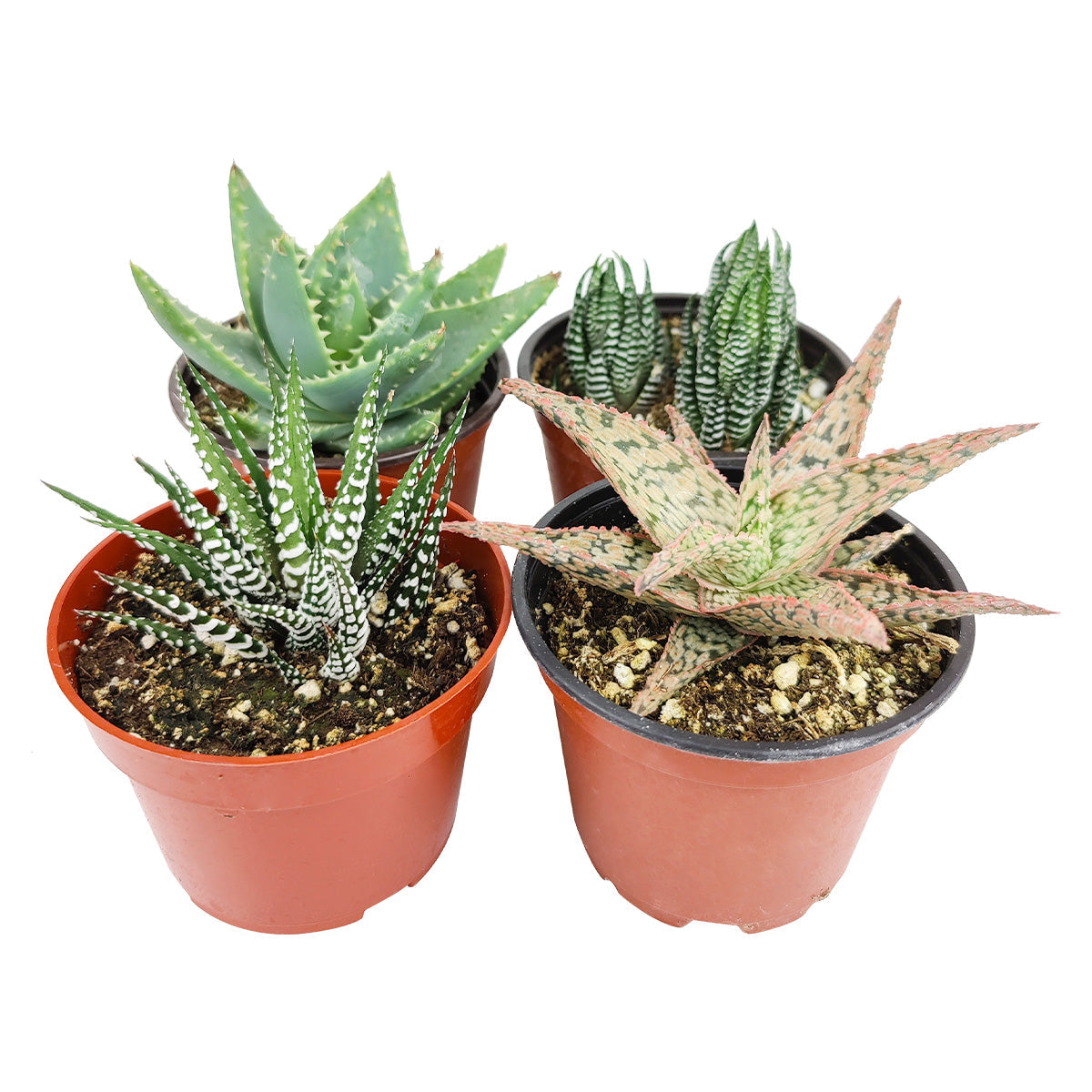 Haworthia/ Aloe/ Agave/ Gasteria Succulent 4" Pack