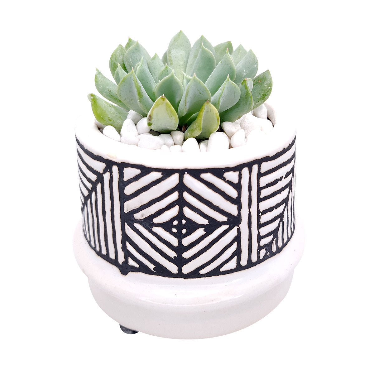 Tribal Pot