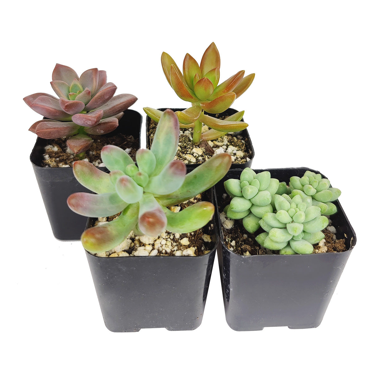 Sedum Succulent Pack