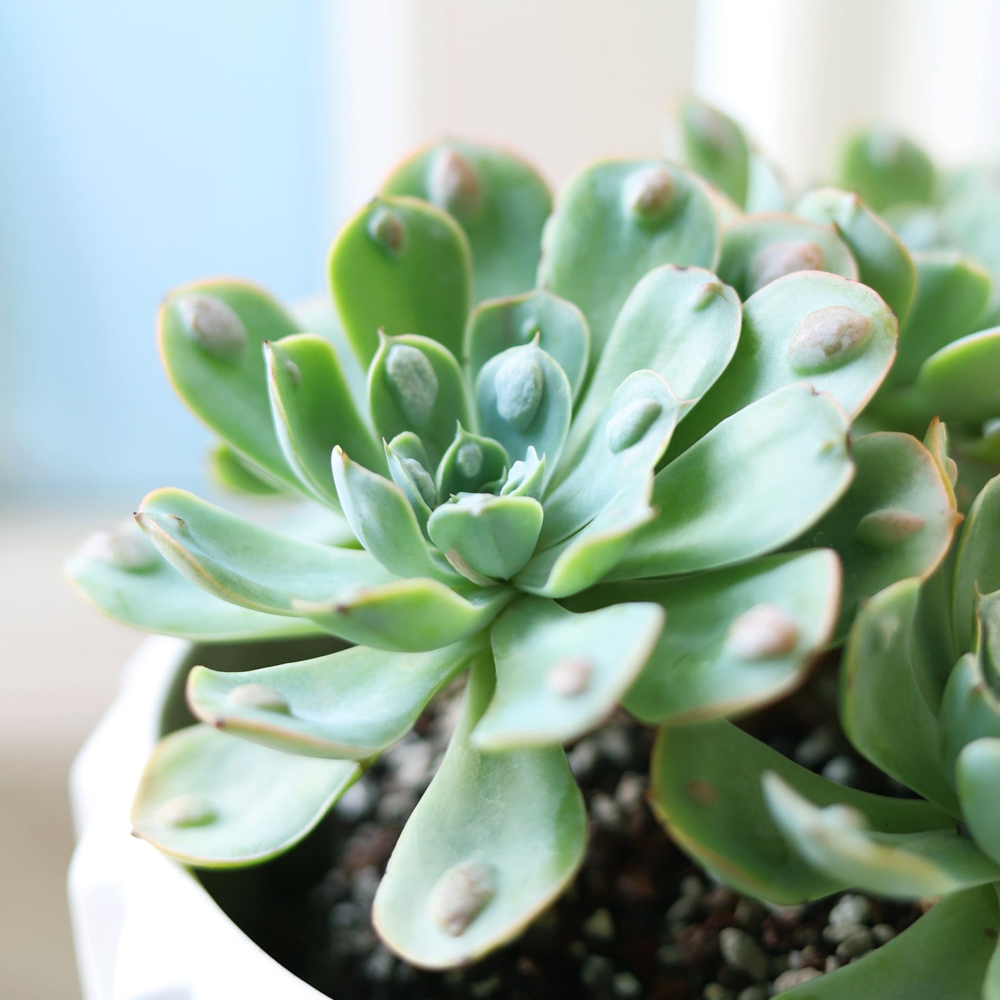 Echeveria Raindrops Succulent