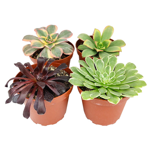 Aeonium Succulent Pack 4"