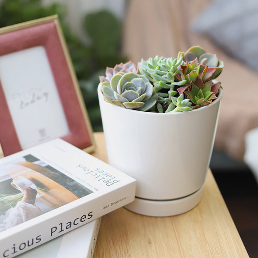 Succulent Arrangement in White Minimalist Planter