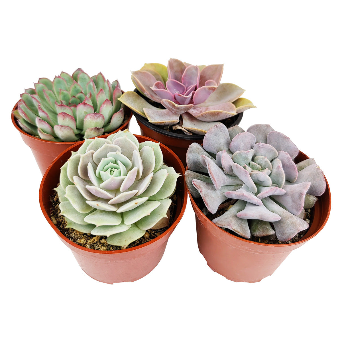 Echeveria Succulent 4" Pack