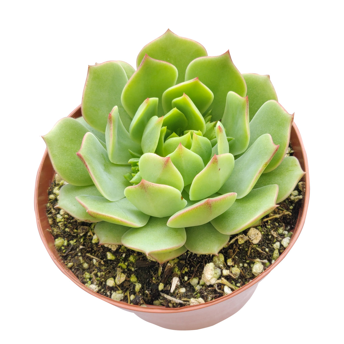 Echeveria Ramillette