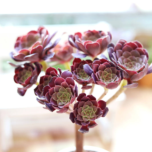 Aeonium Black Rose Zwartkop