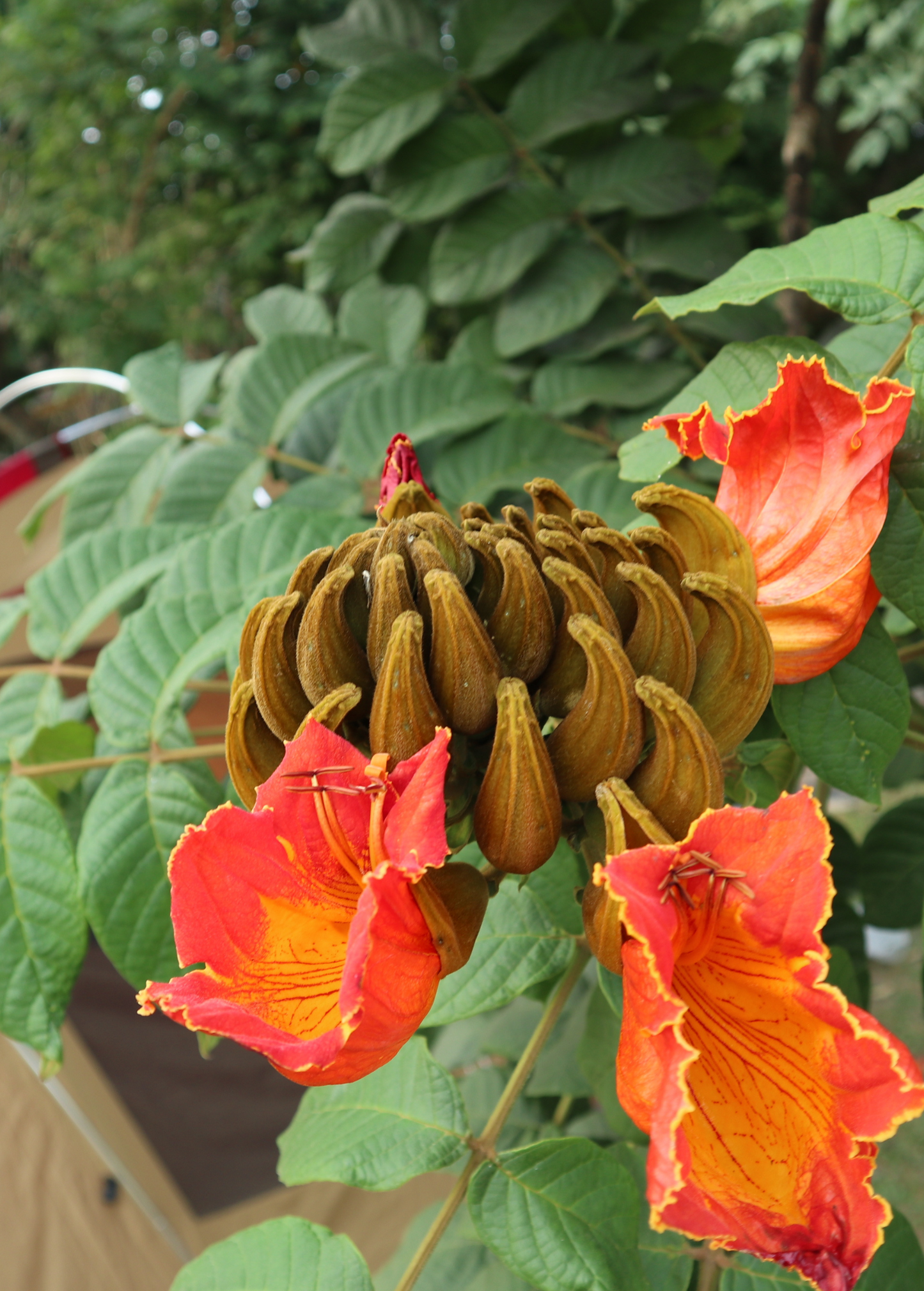 African Tulip Tree, Jamaican Donkey Pee Pee  (Spathodea campanulata)