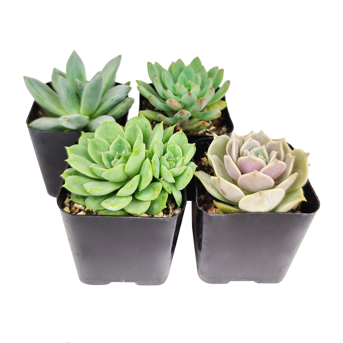 Echeveria Succulent 2" Pack