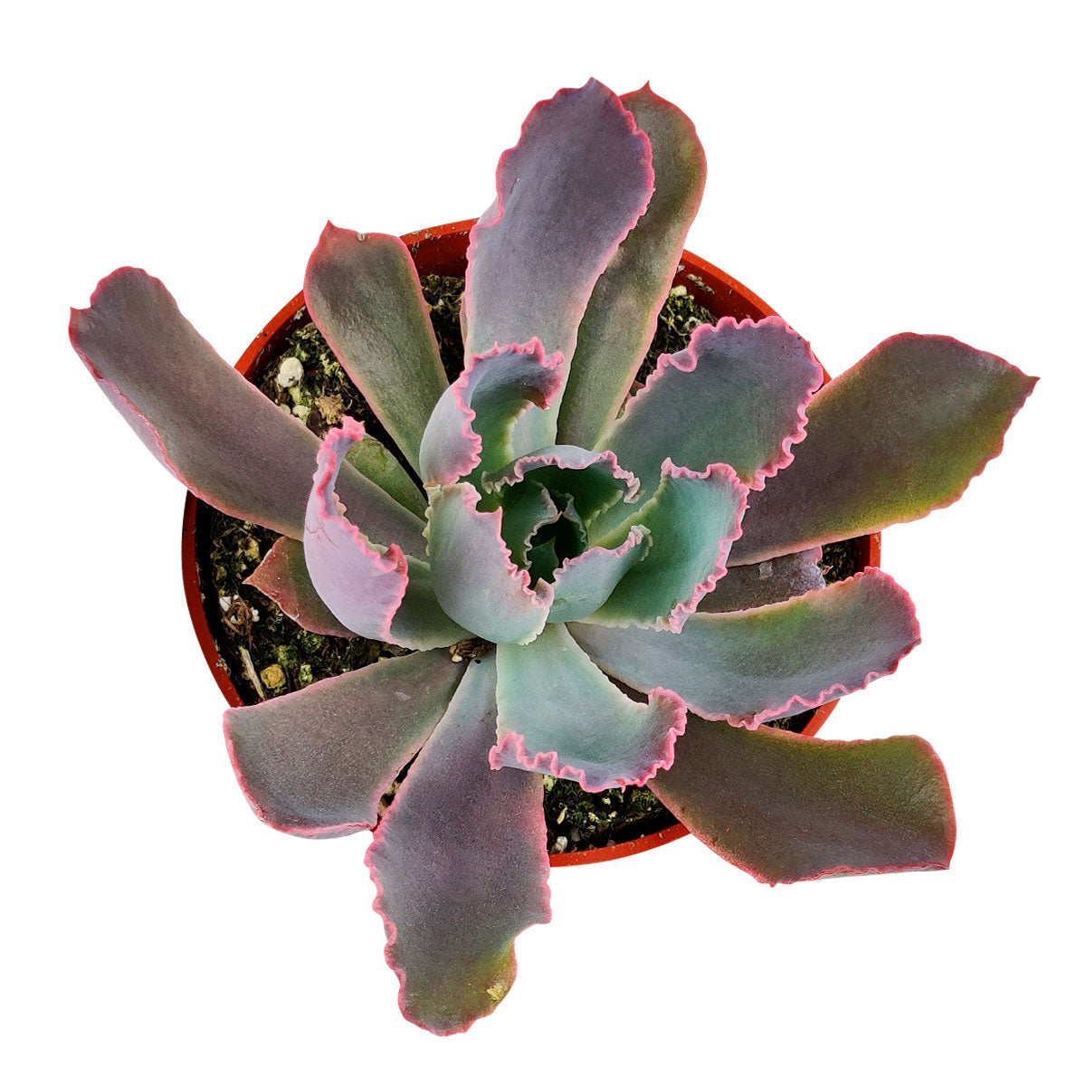 Echeveria Neon Breaker