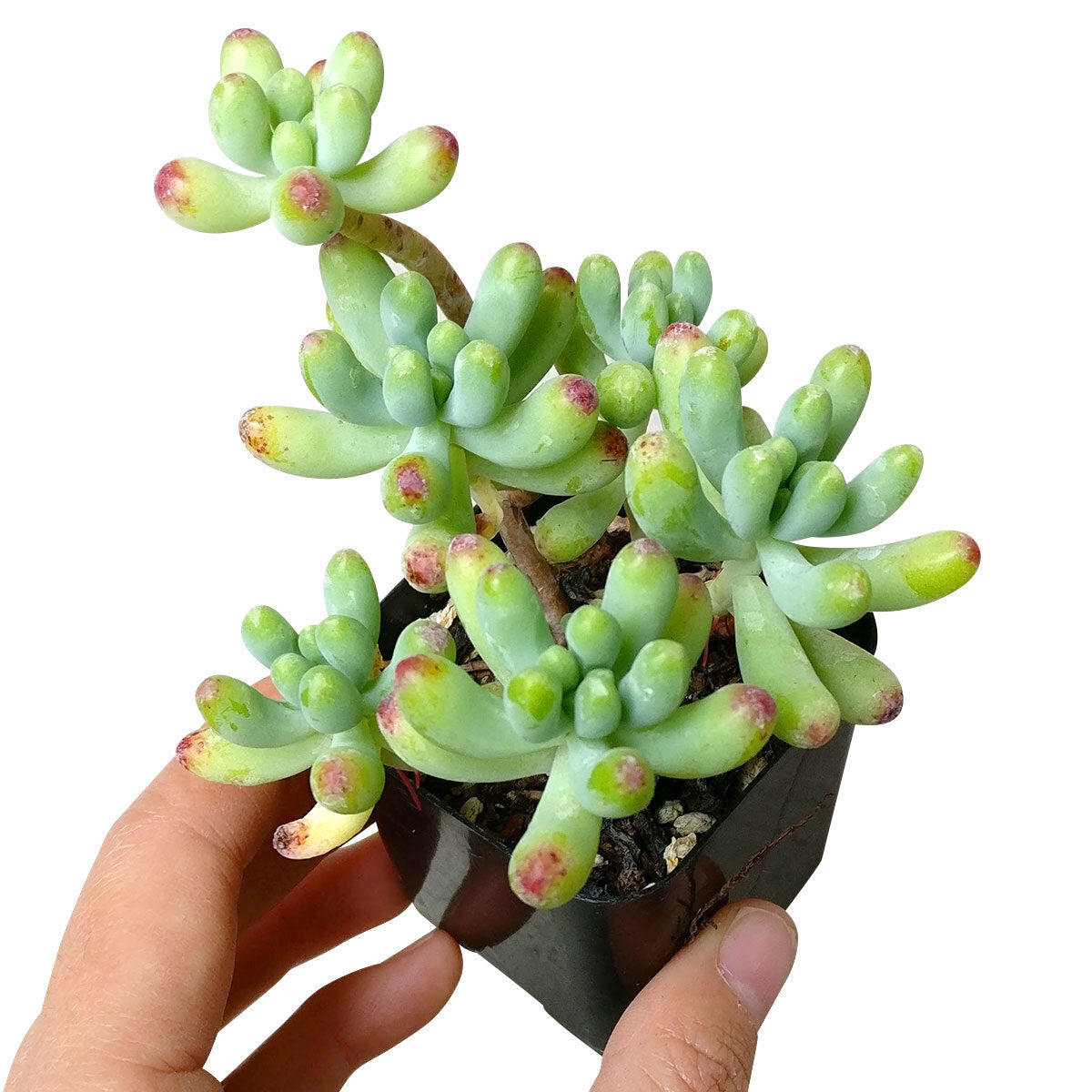 Sedum Blue Jelly Bean Pachyphyllym