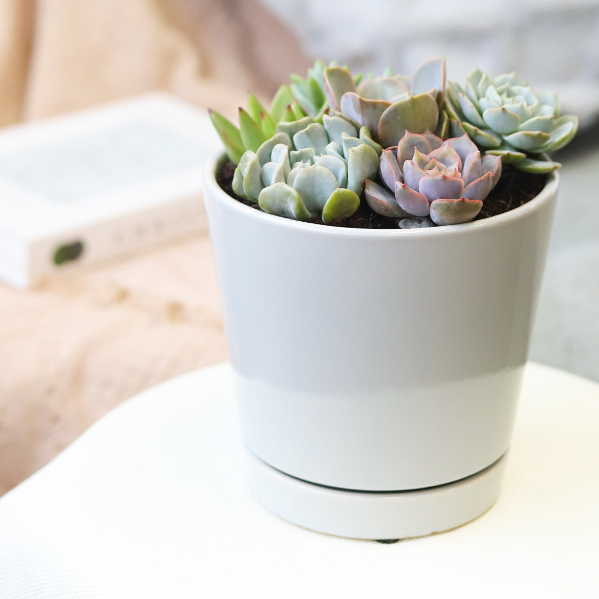 Succulent Arrangement in Grey Minimalist Planter