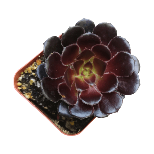 Aeonium Black Rose Zwartkop