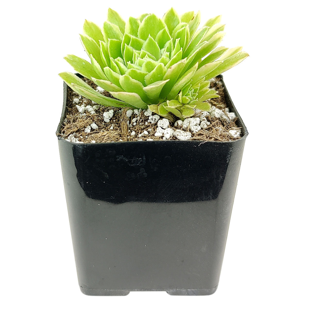 Aeonium Emerald Ice