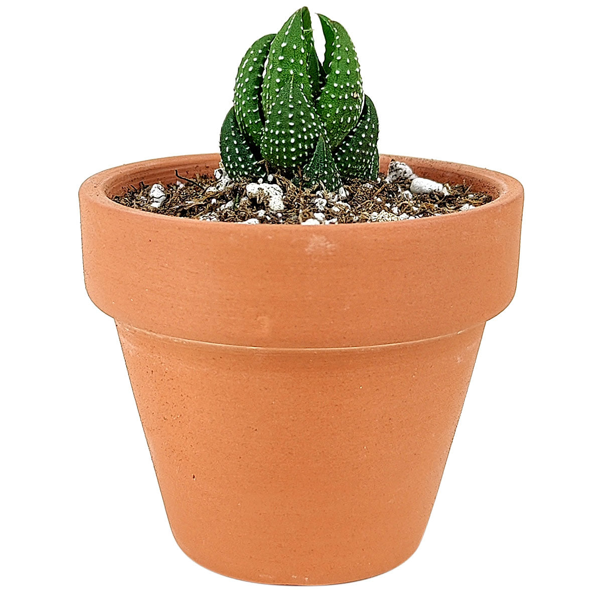 Haworthia Pumila African Pearl