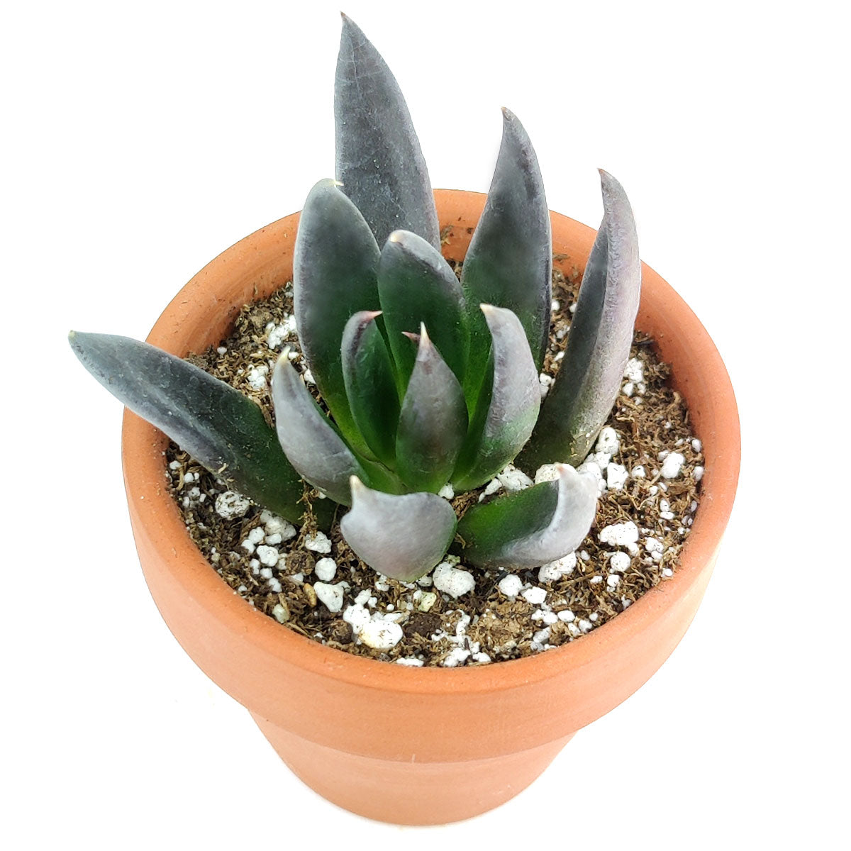 Echeveria Black Knight