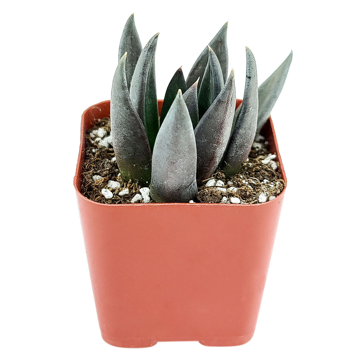 Echeveria Black Knight