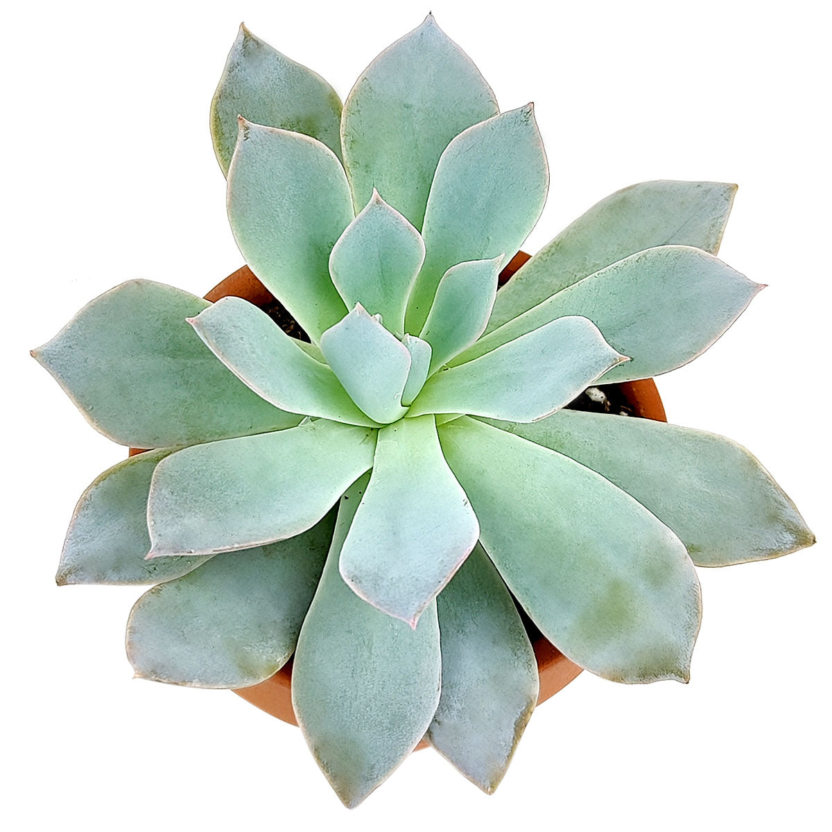 Echeveria Blue Fairy