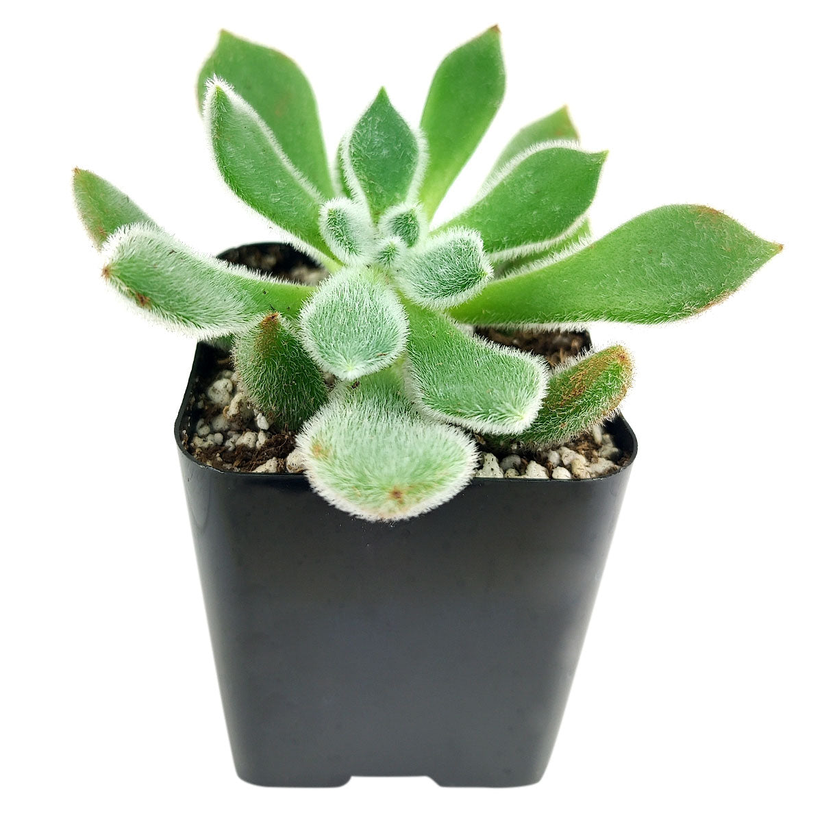 doris taylor succulent Echeveria Doris Taylor 4 inch / Plastic Pot
