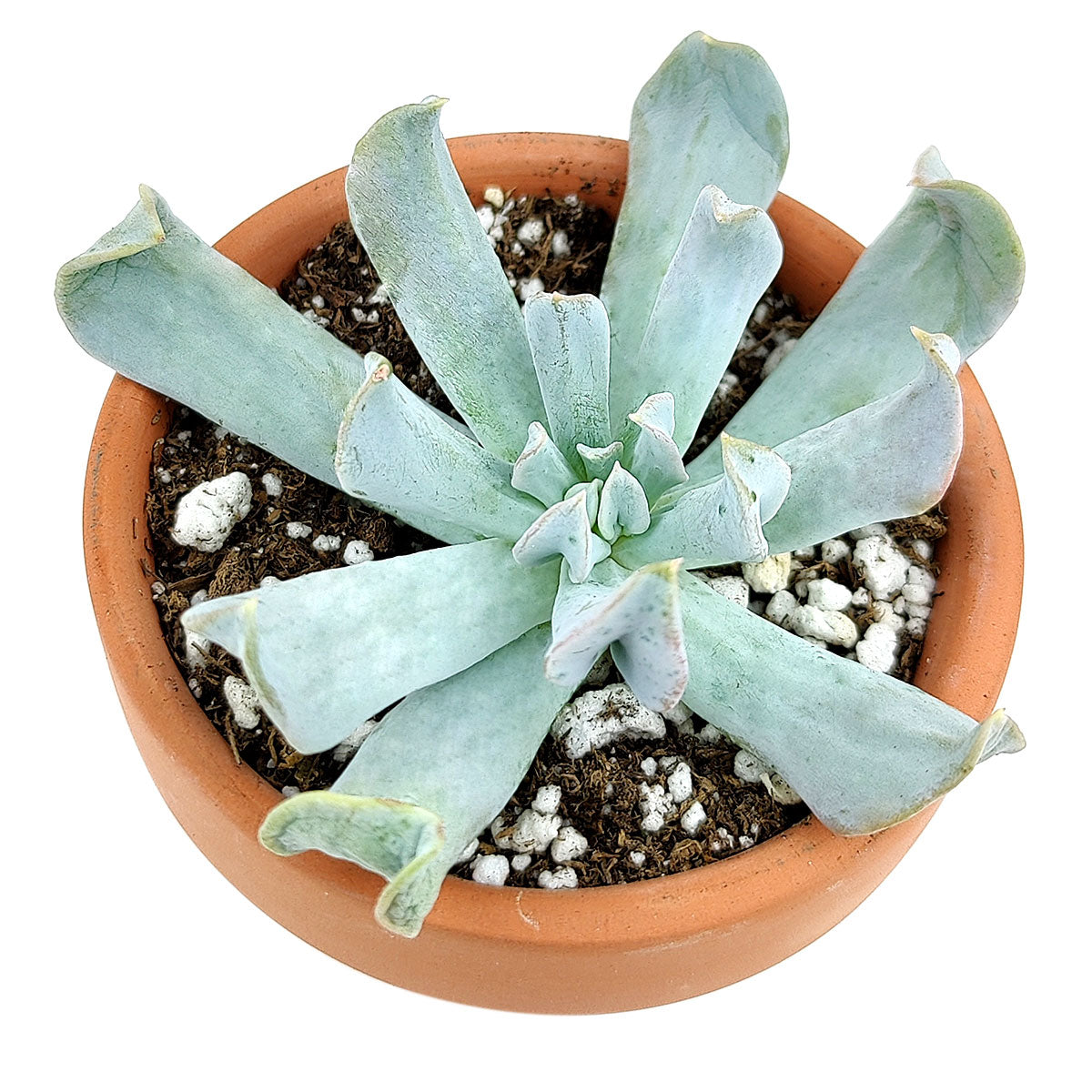 Echeveria Topsy Turvy