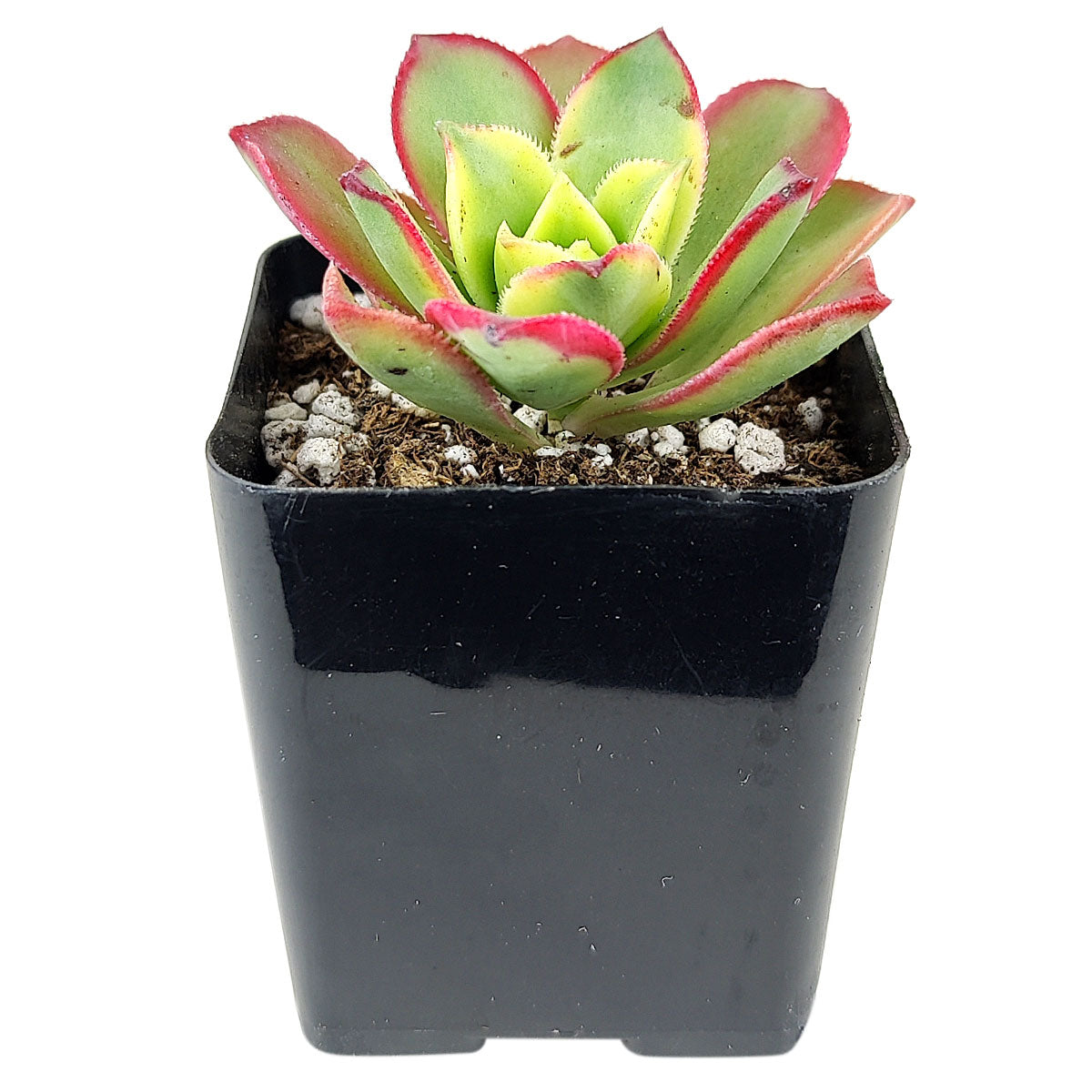 Aeonium Kiwi Haworthii