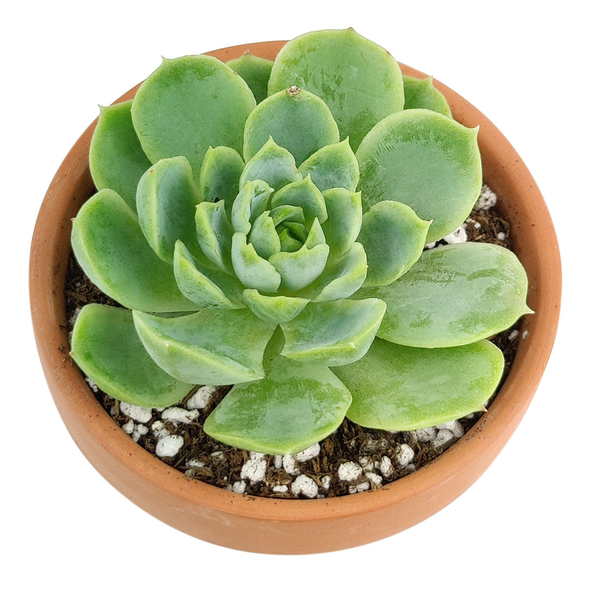 Echeveria Lime and Chili