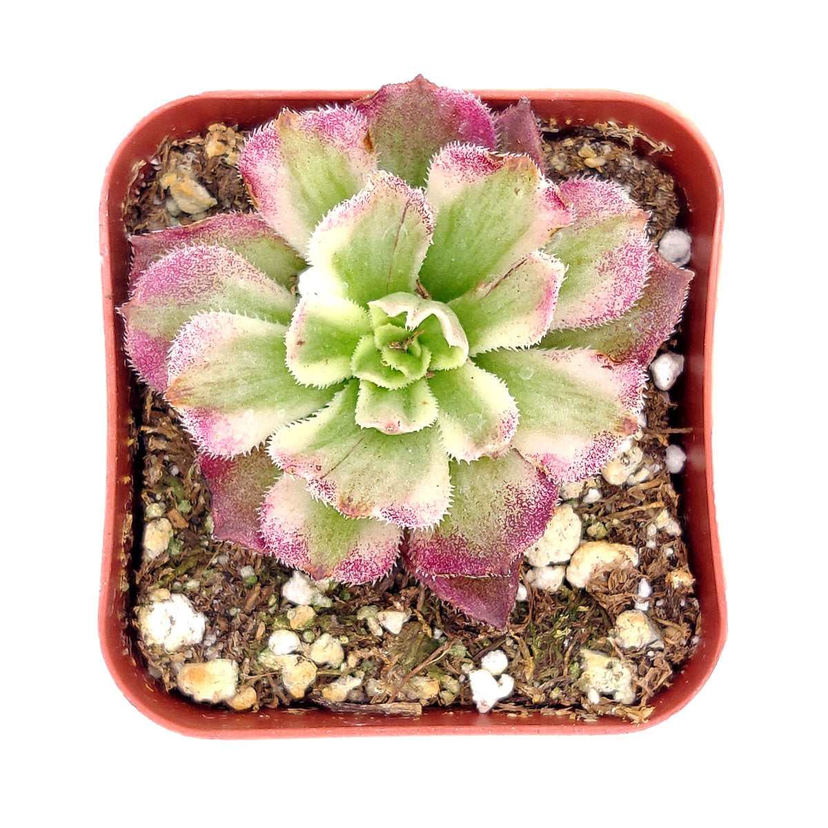 Aeonium Mardi Gras Rosettes