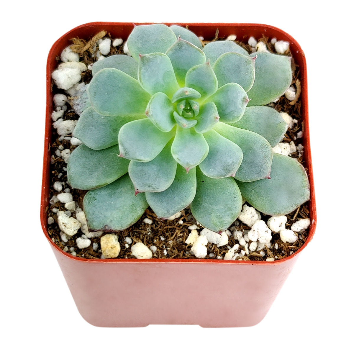 Echeveria Minima