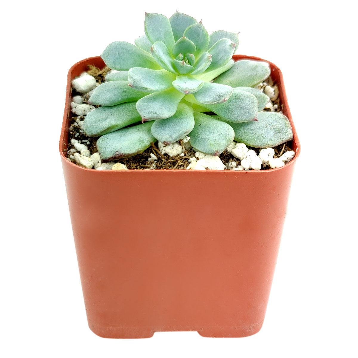 minima succulent Echeveria Minima Blue Rosette Succulent For Sale 2 inch / White Modern Pot by Succulents Box