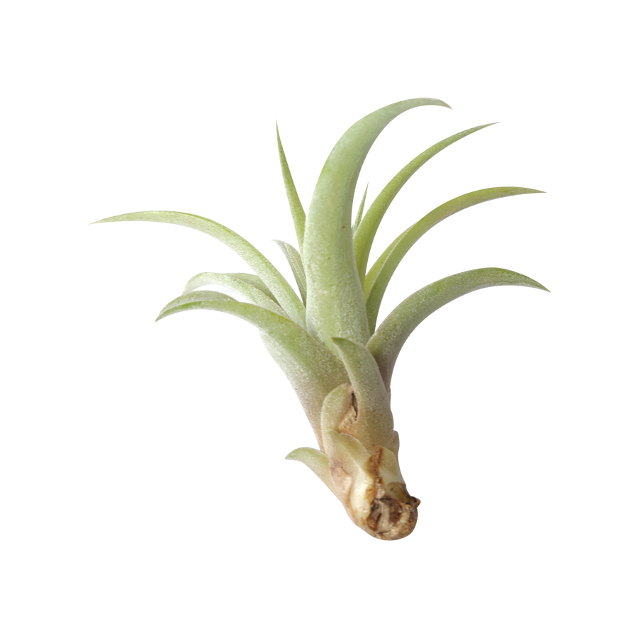 Tillandsia Capitata Peach