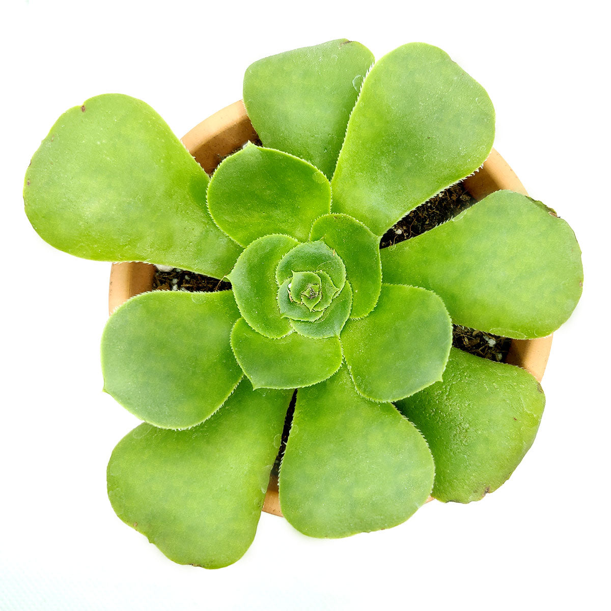 Aeonium Green Platters