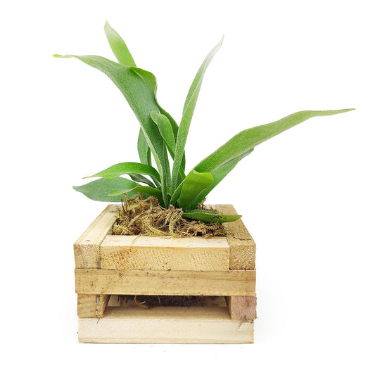 Small Staghorn Fern in Wood Planter