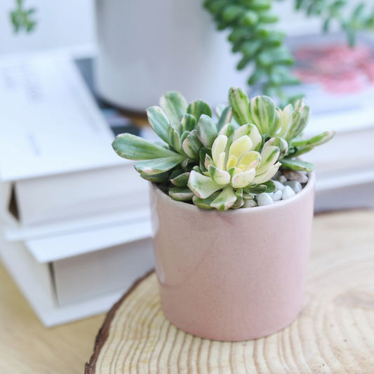 Aeonium Suncup Variegata