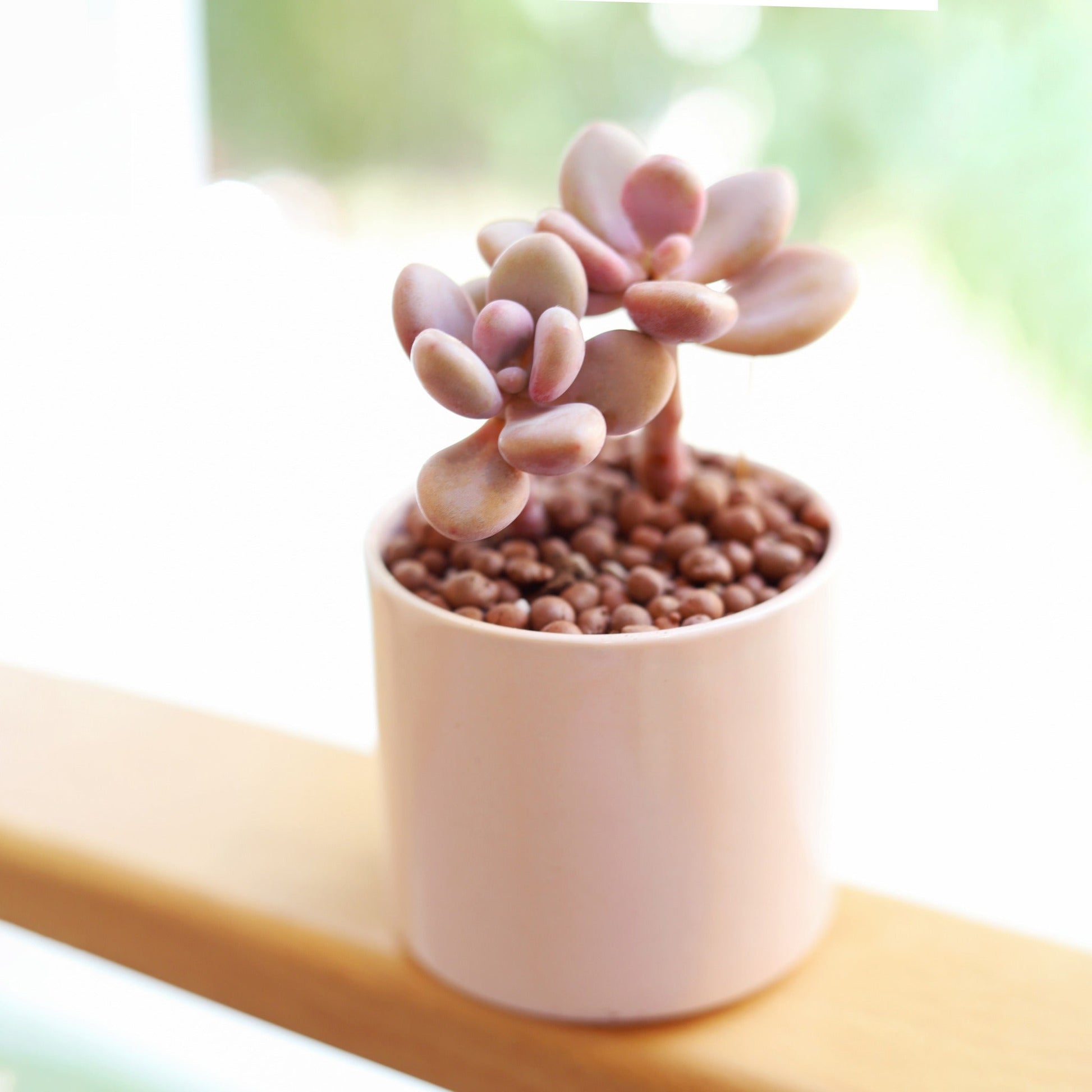 choco moonstone succulent Buy Moonstones Pachyphytum: A RARE Pink Succulent Gem 2 inch / White Modern Pot by Succulents Box