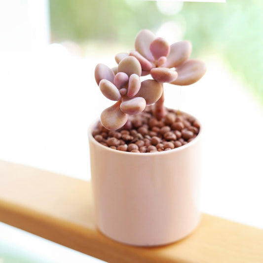 Moonstones Pachyphytum