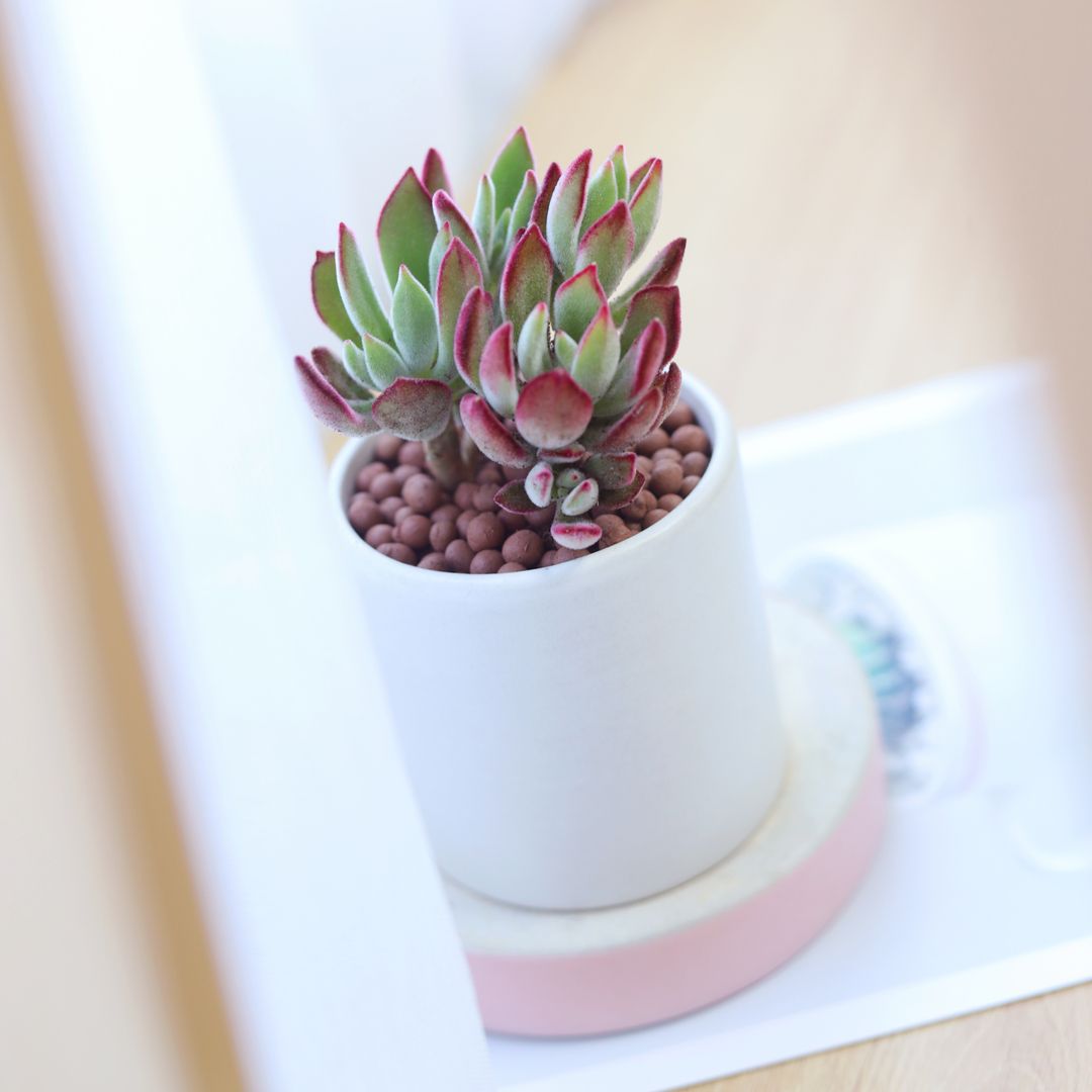 Echeveria Harmsii Ruby Slipper