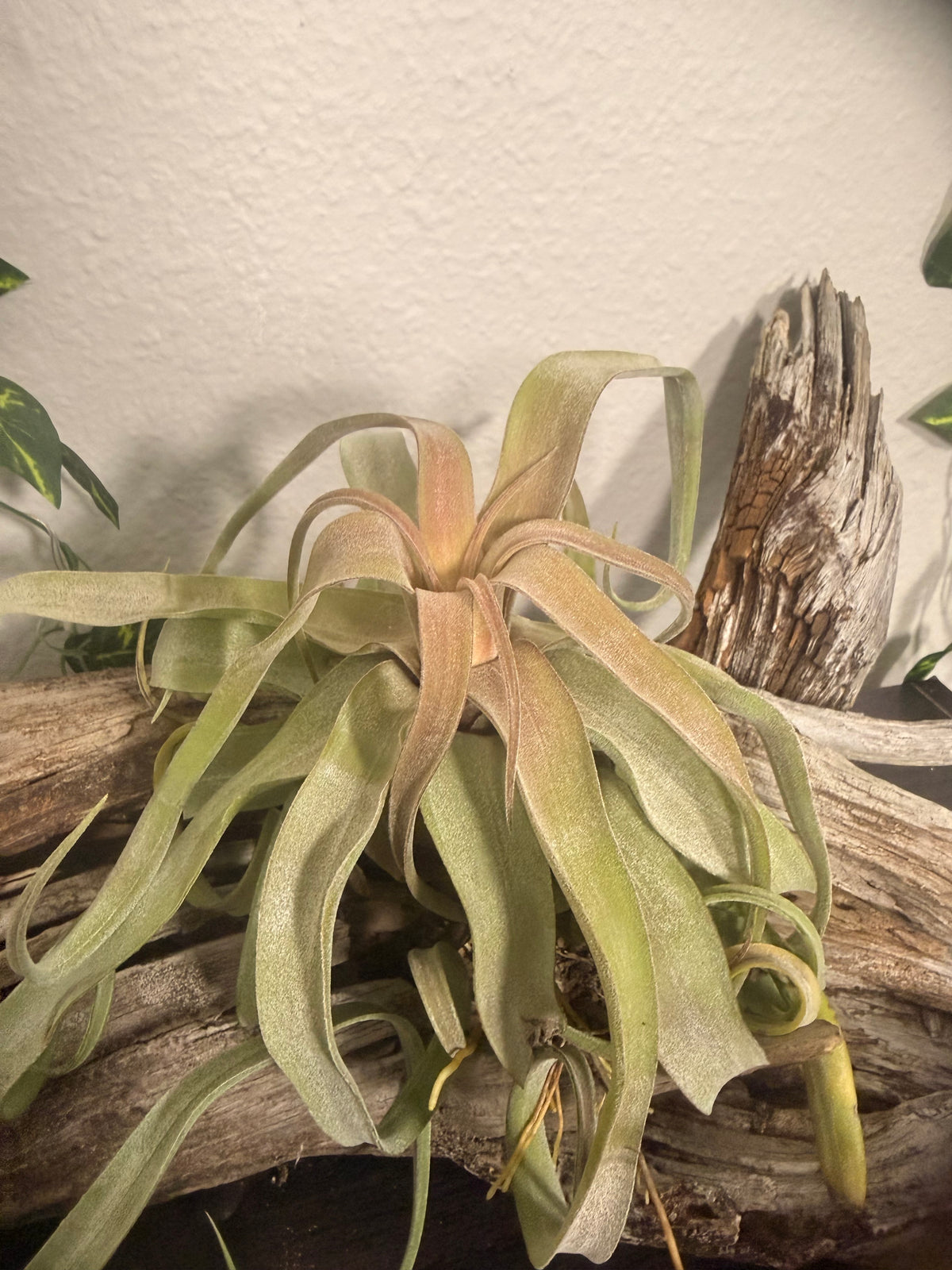 Tillandsia Streptophylla - Shirley Temple Air Plant - Curly Air Plant - 4 to 7 Inches - Easy Care Houseplant - No Soil Needed - Low to Moderate Light Tolerant - Bromeliad