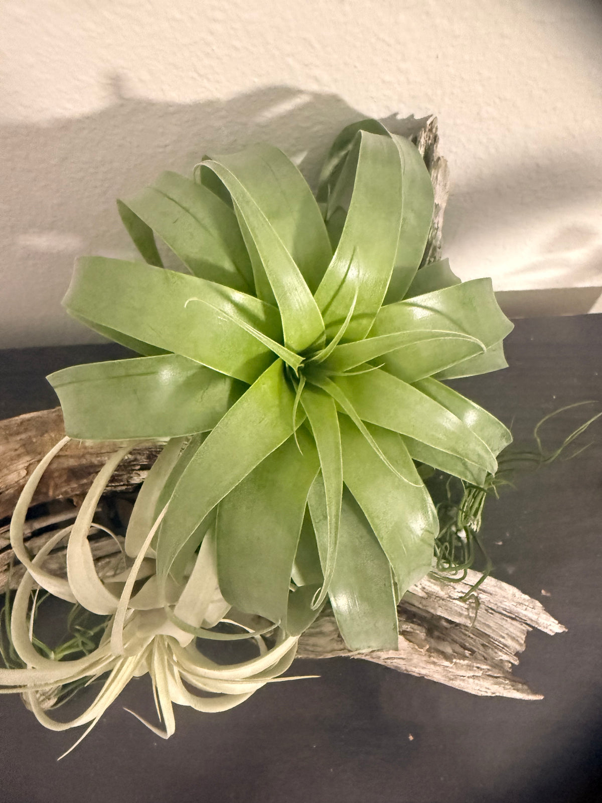 Samantha - Tillandsia 'Samantha' - Rare Hybrid Air Plant - No Soil Plant - Low Light Tolerant - indoor air plant - bromeliad -rare Tillandsia