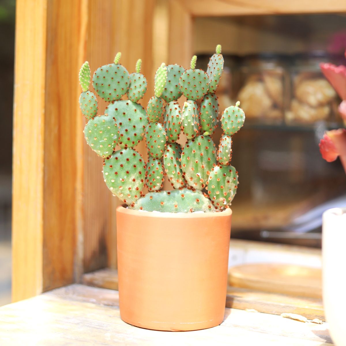 Golden Angel Wing Cactus