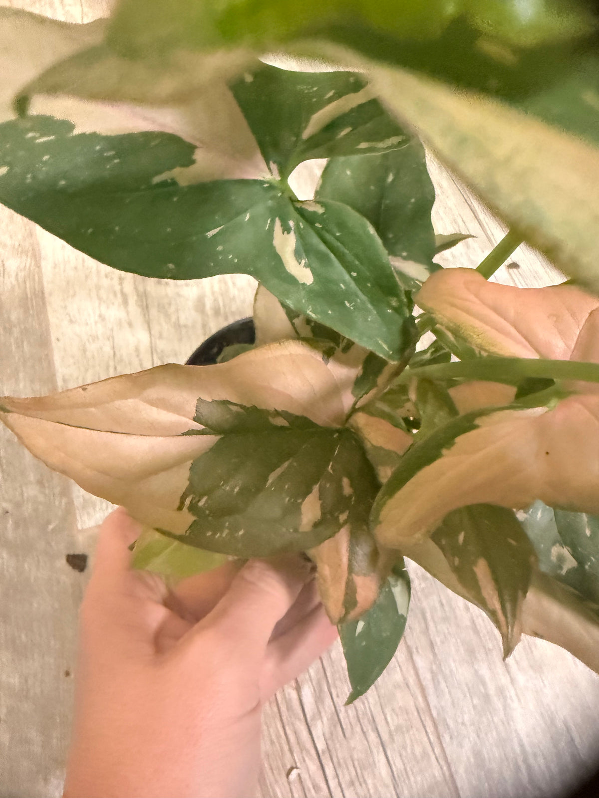 Pink Splash Syngonium - Syngonium podophyllum - Variegated Syngonium - Indoor Houseplant - Low Light Tolerant - Easy Care -Colorful Houseplants